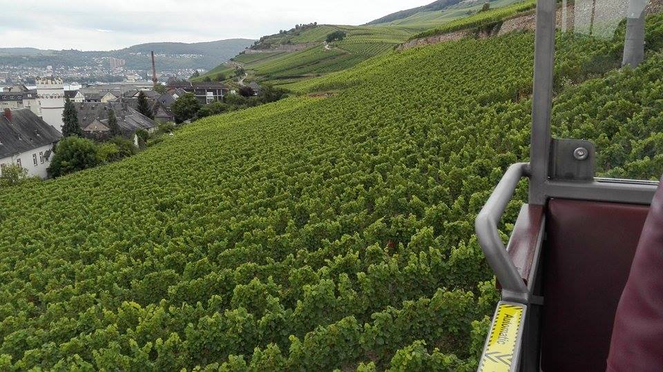 13937031_10154470086563293_30150414_n